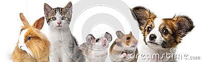 Cute animals Stock Photo