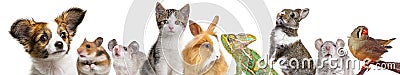 Cute animals Stock Photo