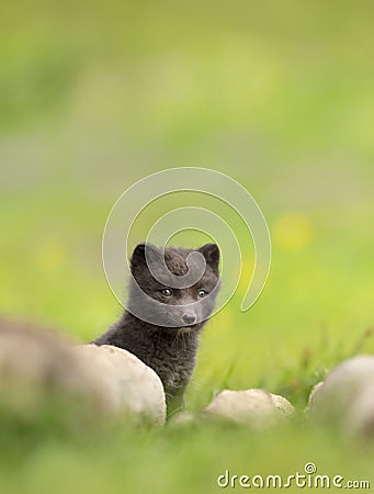 Cute Arctic fox cub hiding behind rocks in the meadow Stock Photo