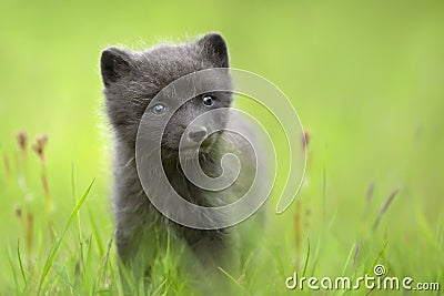 Cute Arctic fox cub in the meadow Stock Photo