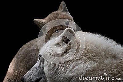 Cute arctic wolf cub hiding behind its mother, Canis lupus arctos Stock Photo