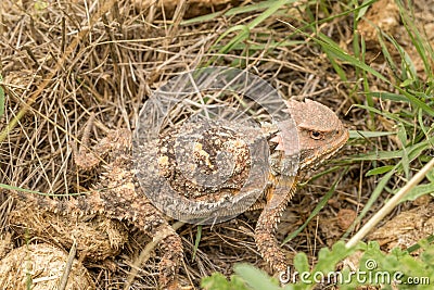 Arizona Horned Toad in Grass Stock Photo