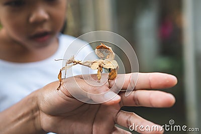 Cute asian child girl looking and touching leaf grasshopper that stick on parent hand with curious and fun Stock Photo