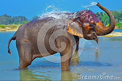 Cute Asian elephant blowing water out of his trunk Stock Photo