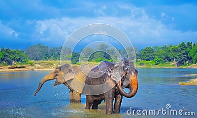 Cute Asian elephants blowing water out of his trunk in Chitwan N.P. Stock Photo