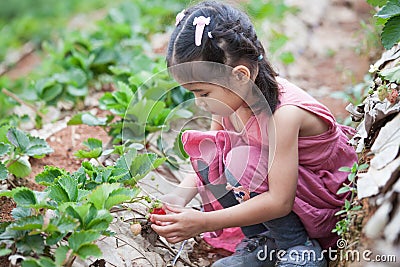 Cute asian little child girl picking fresh strawberries Stock Photo