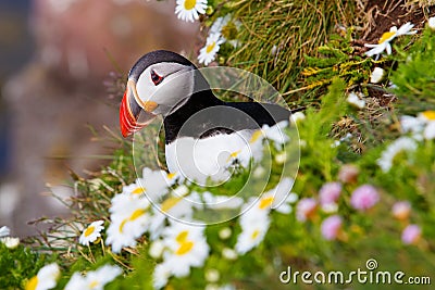 Cute Atlantic puffin in Iceland Stock Photo