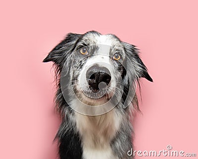 Cute and attentive border collie dog looking at camera and tilting head side. Isolated on pink solid pastel color Stock Photo