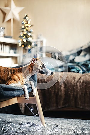 Cute attentive whippet dog lying on sofa inside cozy room, decorated with Christmas string lights, white star silhouette and gray Stock Photo