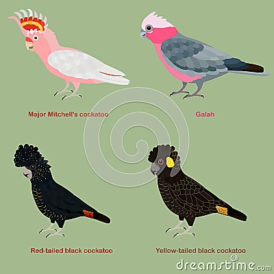 Cute Australia Cockatoo, parrot bird vector illustration set, Galah, Major Mitchell cockatoo, Leadbeater, pink cockatoo, Red- Cartoon Illustration