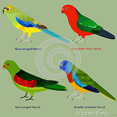 Cute Australia parrot bird vector illustration set, Blue-winged, Australian King Parrot, Red-winged, Scarlet-chested Parrot Cartoon Illustration