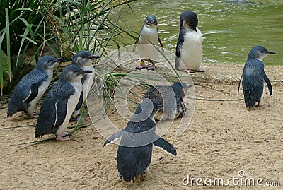 Cute Australian little penguins Stock Photo