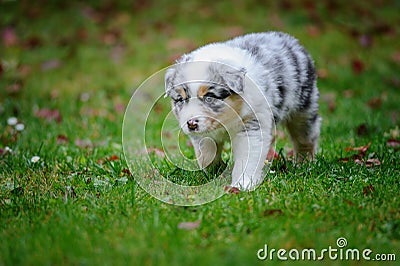 Cute Australian Shepherd puppy exploring world oustide home Stock Photo