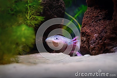 Cute Axolotl - Leucistic Salamander Stock Photo