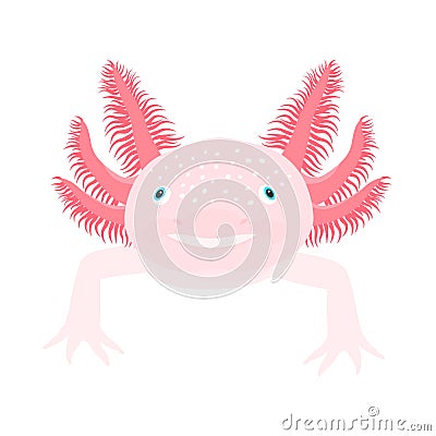 Cute Axolotl from front. Salamander vector illustration Vector Illustration