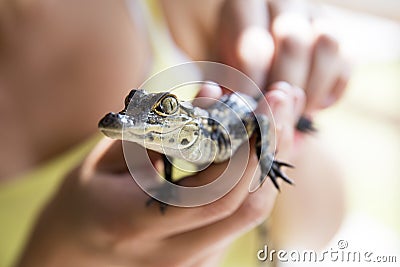 Cute baby alligator. Stock Photo