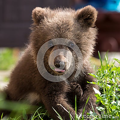 Cute baby bear. Tver region, Russia. Stock Photo