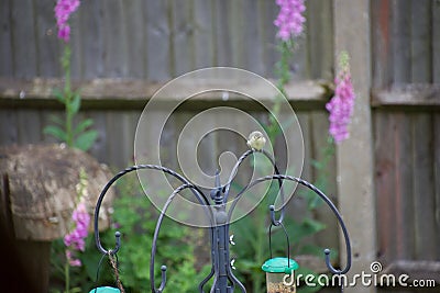 Cute baby blue tit in an English garden Stock Photo