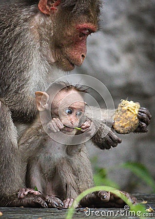 Cute baby Bonnet Macaque with his father Stock Photo