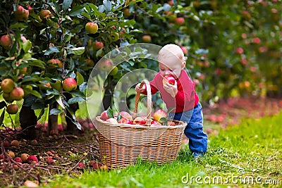 Cute baby boy picking fresh apples from tree Stock Photo