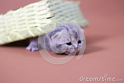 Cute baby cats Stock Photo