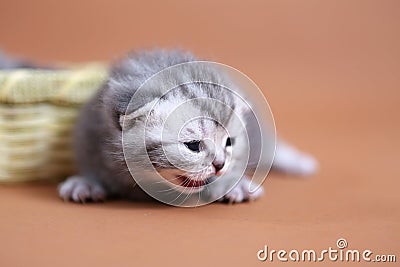 Cute baby cats Stock Photo