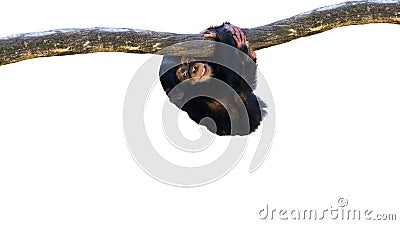 Cute baby chimpanzee climbing a vine Stock Photo