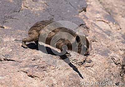 Cute baby dassie on the move Stock Photo