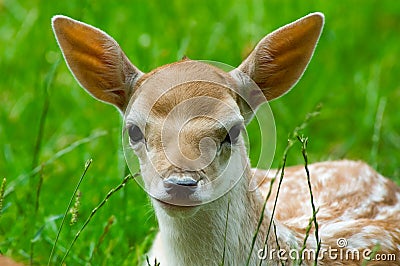 Cute baby deer Stock Photo