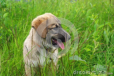 Cute baby-dog in grass Stock Photo