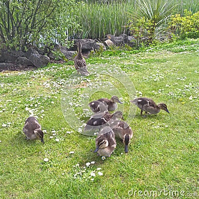 Ducklings Stock Photo