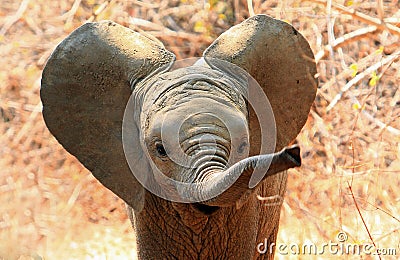 Cute baby elephant with ears flapping and trunk extended Stock Photo