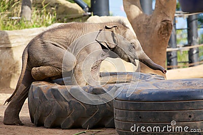 Cute baby elephant playing Stock Photo