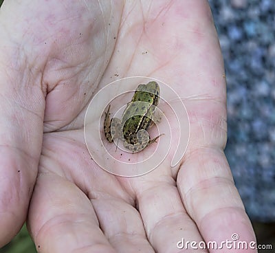 Cute baby frog sitting on human palm Stock Photo
