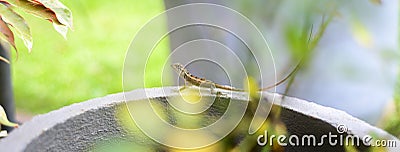 Cute baby garden lizard on the edge of the round cement pot Stock Photo