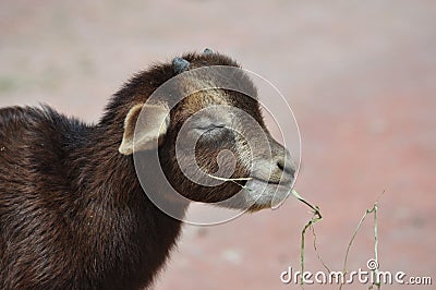 A cute baby goat Stock Photo