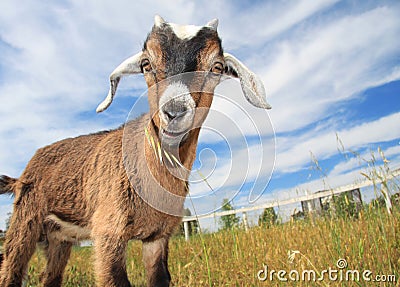 Cute Baby Goat Stock Photo
