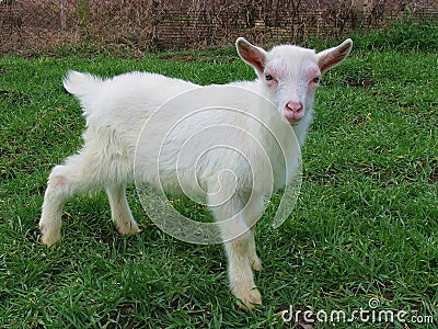 Cute baby goat Stock Photo