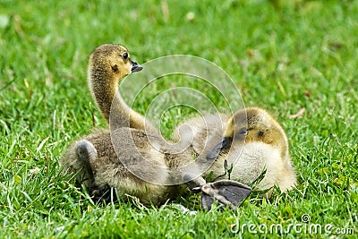 Cute Baby Gosling Stock Photo