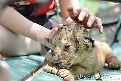 Cute baby lion Stock Photo