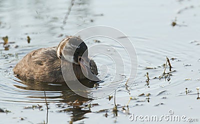 A cute baby Little Grebe Tachybaptus ruficollis regurgitating a pellet which contains fish bones and other items it cannot dige Stock Photo