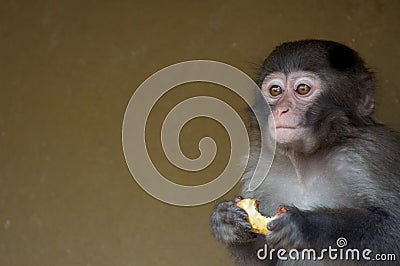 Cute baby monkey Stock Photo