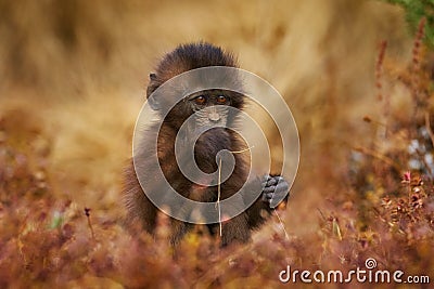 Cute baby monkey feeding grass culm straw. Gelada Baboon with open mouth with teeth. Simien mountains NP, gelada monkey, detail Stock Photo