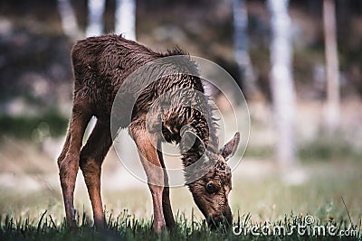 Cute Baby Moose Munching on Grass Stock Photo