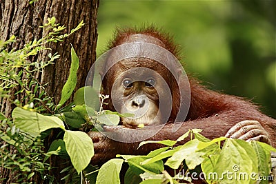Cute baby orangutan Stock Photo