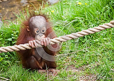 Cute baby orangutan Stock Photo