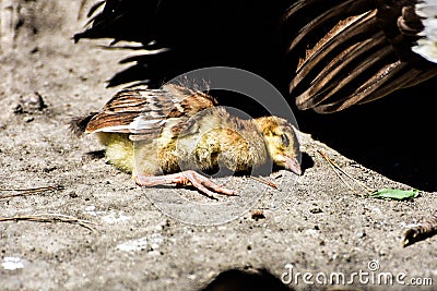 A really cute baby peacock chicken the didn`t make it Stock Photo