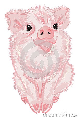 Cute baby pig Stock Photo