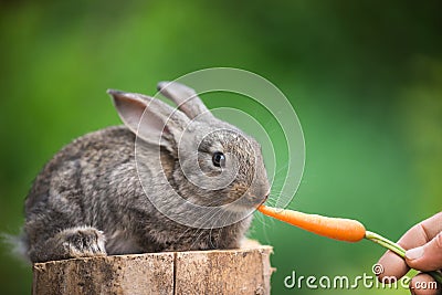 Cute Baby Rabbit. Feeding animal Stock Photo