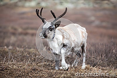 Cute baby reindeer getting up in northern Mongolia. Stock Photo